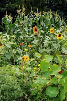 
                    
                        Flowers to plant in your vegetable garden that will repel pests and attract pollinators.
                    
                