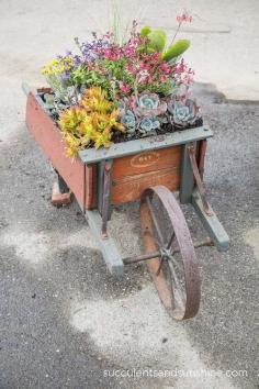 
                    
                        These succulents in a wheelbarrow at Waterwise Botanicals are so pretty!
                    
                