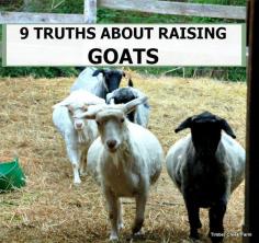 
                    
                        9 truths about raising goats
                    
                
