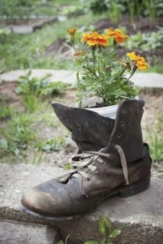 
                    
                        Growing Plants In Shoes: How To Make A Shoe Garden Planter - Popular websites are rife with clever ideas and colorful pictures that make gardeners green with envy. Some of the cutest ideas involve shoe garden planters made of old work boots or tennis shoes. Click this article to learn more.
                    
                