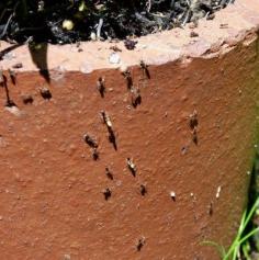 
                    
                        Ants In Container Plants: Help, I Have Ants In My Houseplants -  Ants in a houseplant are never a welcome sight. Getting rod of them can be even more frustrating. But there are things you can do. Read this article to find out how to get rid of ants in container plants and keep them gone. Click here for more information.
                    
                