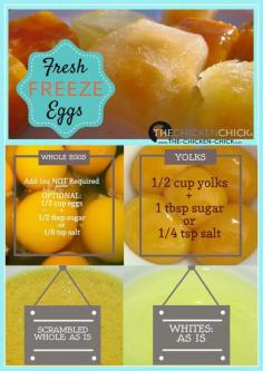 
                    
                        How to Freeze Fresh Eggs
                    
                