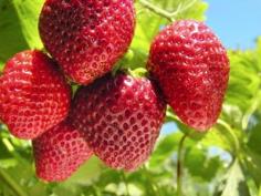 
                    
                        Sequoia Strawberry Care: How To Grow Sequoia Strawberry Plants - There are a number of strawberries available to the gardener with Sequoia strawberry plants a popular choice. How to grow Sequoia strawberry plants and what other strawberry information will lead to a successful harvest? Click here to learn more.
                    
                