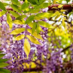 
                    
                        Wisteria Leaf Problems: What To Do For A Wisteria With Yellow Leaves - A wisteria with yellow leaves may be due to this natural occurrence or there might be a pest, disease or cultural problem. Investigate why do wisteria leaves turn yellow and find out what, if anything, to do about the issue in this article.
                    
                