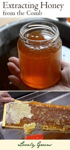 
                    
                        Extracting  Honey from the Comb
                    
                