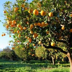 
                    
                        How to Start a Mini Backyard Orchard - In the Garden - Mother Earth Living
                    
                