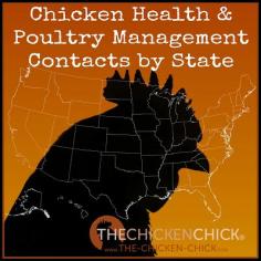
                    
                        Chicken Health & Poultry Management Contacts by State
                    
                