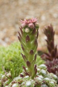 
                    
                        Hens and Chicks Flowers: Do Hens And Chicks Plants Bloom - Hens and chicks have old-time charm and unbeatable hardiness. These little succulents are known for their sweet rosette form and numerous offsets or “chicks.” But do hens and chicks plants bloom? Find the answer in this article.
                    
                