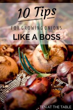 
                    
                        10 Tips For Growing Onions Like A Boss |Ten at the Table |http://tenatthetable.com
                    
                