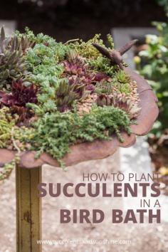 
                    
                        This bird bath filled with succulents is gorgeous! I want to do this in my garden
                    
                