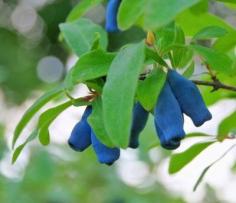 
                    
                        Haskap Berry Info: How To Grow Honeyberries In The Garden - Honeyberries are a treat that really shouldn’t be missed. What are honeyberries? This relatively new fruit has actually been cultivated in cooler regions by our ancestors. Find out more about this fruit in the article that follows.
                    
                