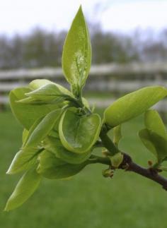 
                    
                        Persimmon Tree Not Fruiting: Reasons A Persimmon Tree Has No Flowers Or Fruit -  Perhaps you are lucky enough to have a persimmon tree in your garden - not so lucky if your persimmon tree is not fruiting. What could be the reason for no fruit on a persimmon tree and is there a remedy for non-blooming persimmon trees? Find out here.
                    
                