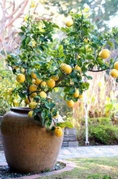 
                    
                        How to grow a lemon tree in a container
                    
                