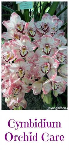 
                    
                        I live in orchid country & grow cymbidiums outdoors. #orchids
                    
                