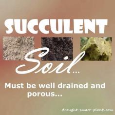 
                    
                        Soil for succulents has to be well drained, or they will quickly succumb to rot.  Gravel, pumice, sand and other aggregates are an important way to add drainage to succulent soils.
                    
                