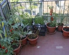 
                    
                        Urban Apartment Gardening: Gardening Tips For Apartment Dwellers - Growing veggies and larger specimens in an apartment can be a challenge. Fortunately, urban gardening ideas abound and there are a host of ways to grow tiny gardens for the space restricted gardener. This article will help.
                    
                