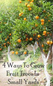 
                    
                        4 Ways to grow fruit trees in small yards
                    
                