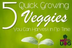 
                    
                        5 Quick Growing Veggies you can Harvest in No Time!
                    
                