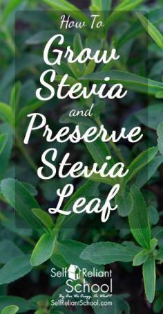 
                    
                        How to grow stevia and preserve the leaves - up to 300 times sweeter than sugar with a glycemic index of zero!
                    
                