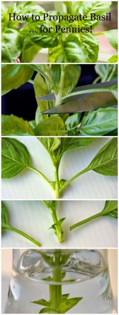 
                    
                        How to propagate basil from one singe plant!
                    
                