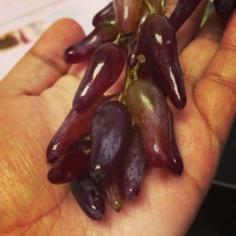 
                    
                        Witch Finger Grape Vine Facts: Information About Witches Finger Grapes -  If you’re looking for a great tasting grape with an unusual appearance, try witch finger grapes. Read this article to find out about this exciting new variety of grape that is sure to become a hit. Click here for more info.
                    
                