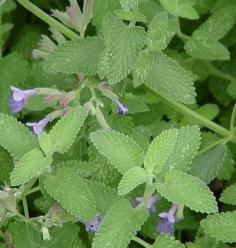 
                    
                        Catmint
                    
                