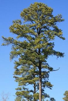 
                    
                        Loblolly Pine Tree Care: Loblolly Pine Tree Facts And Growing Tips - If you are looking for a pine tree that grows fast with a straight trunk and attractive needles, the loblolly pine may be your tree. It is a fast-growing pine and not difficult to grow. For tips on growing loblolly pine trees, this article will help.
                    
                