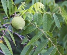 
                    
                        Planting Black Walnut Trees: Learn About Black Walnut Tree Growing - If you are an avid arborist or if you live in an area that was, until recently, populated by native black walnut trees, you may have questions about how to plant a black walnut tree. Also, what other black walnut tree info can we dig up? Click here.
                    
                