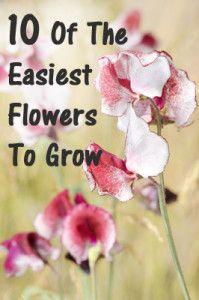 
                    
                        10 Of the easiest flowers to grow. Includes lots of pictures
                    
                