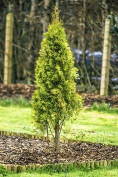 
                    
                        Fertilizing Arborvitae: When And How To Fertilize An Arborvitae - Beloved for their fast growth, arborvitae often require fertilizer to thrive. It isn’t difficult to begin fertilizing arborvitae. Click on this article to learn how to fertilize an arborvitae and the type of fertilizer for arborvitae.
                    
                