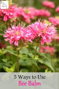 
                    
                        Bee balm is good for pollinators as well as being tasty and medicinal for us, these 5 ways to use bee balm will help you keep it in your home.
                    
                