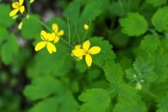 
                    
                        Greater Celandine Plant Info: Information About Celandine In Gardens - Greater celandine is an interesting, attractive flower known by several alternate names. Click on this article for greater celandine plant into, including concerns about greater celandine in gardens. Learn more here.
                    
                