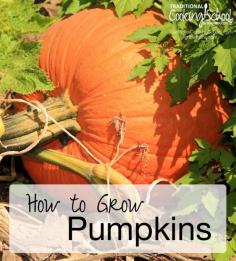
                    
                        How to Grow Pumpkins | Pumpkins are a favorite garden vegetable. Not only do they make pretty fall decorations for your front porch, but they perform beautifully in the kitchen -- starring in a number of savory and sweet recipes. If you have space in your garden, they're really easy to grow -- here's how. | TraditionalCookin...
                    
                