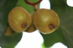 
                    
                        Kiwi Plant Types: Different Varieties Of Kiwi Fruit -  There are many of kiwi fruit to grow in your landscape depending upon your zone and the space you have available. Choose your kiwi plant types by your location but also by your flavor and size preferences. This article will help.
                    
                