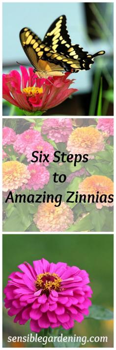 
                    
                        Six Steps to Amazing Zinnias with Sensible Gardening
                    
                