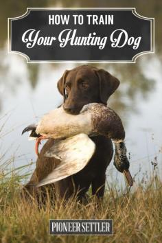 
                    
                        How to Train a Hunting Dog To Retrieve | Duck Hunt Dog
                    
                