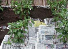 
                    
                        How to Make a Newspaper Weed Barrier
                    
                