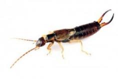 
                    
                        Controlling Earwigs in Your Garden and Yard
                    
                