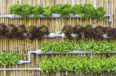
                    
                        What Is Micro Gardening: Learn About Outdoor/Indoor Micro Gardening - Good things come in small packages as the saying goes, and urban micro gardening is no exception. So what is micro gardening and what are some useful micro gardening tips to get you started? Click this article to learn more.
                    
                