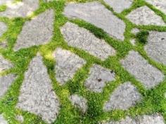 
                    
                        Planting Between Pavers: Using Ground Covers Around Pavers - Using plants between pavers softens the look of your pathway or patio and keeps weeds from filling in bare spaces. Wondering what to plant? The information in this article can help. Click here to learn more.
                    
                