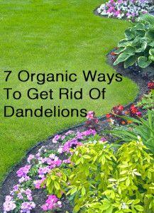 
                    
                        7 Organic ways to get rid of dandelions
                    
                