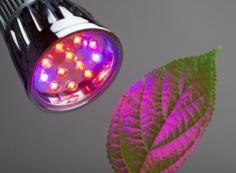 
                    
                        Red Light vs. Blue Light: Which Light Color Is Better For Plant Growth - There isn’t really an answer to which light color is better for plant growth, since both red light and blue light are necessary to the health of your indoor plants. That being said, you can find more info on red light vs. blue light in this article.
                    
                