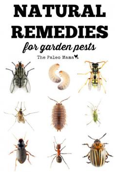 
                    
                        Here a list of the 12 most common insects found in home gardens and some natural remedies for garden pests. thepaleomama.com/...
                    
                