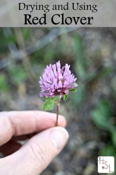 
                    
                        Drying and using red clover for internal and external use is easy and rewarding.
                    
                