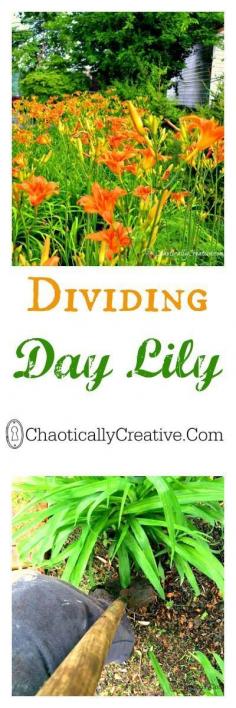 
                    
                        Dividing Day Lily - Chaotically Creative
                    
                