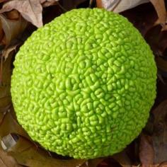 
                    
                        What Is Osage Orange: Information About Osage Orange Trees - The Osage orange tree is an unusual tree. Its fruit are wrinkled green balls the size of grapefruit and its yellow wood is strong and flexible. Growing an Osage orange tree is fast and easy. Read this article for information about Osage orange trees.
                    
                