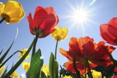 
                    
                        Warm Weather And Tulips: How To Grow Tulips In Warm Climates - It’s possible to grow tulip bulbs in warm climates, but you have to implement a little strategy to “trick” the bulbs. But it is a one-shot deal. The bulbs won’t generally rebloom the following year. Click here to learn about growing tulips in warm weather.
                    
                