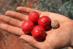 
                    
                        Quandong Fruit Trees: Tips On Growing Quandong Fruit In Gardens - Australia is home to a wealth of native plants, many of which most of us have never heard of. Unless you were born down under, chances are you have never heard of quandong fruit trees. What is a quandong tree and what are some of its uses?
                    
                