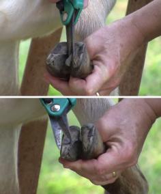 
                    
                        How to Trim Hooves of Goats and Sheep
                    
                