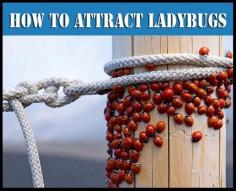 
                    
                        How to Make a Ladybug Feeder & Attract Them to Your Garden ~ they feed on aphids, mealybugs, leaf hoppers, scales and mites.
                    
                